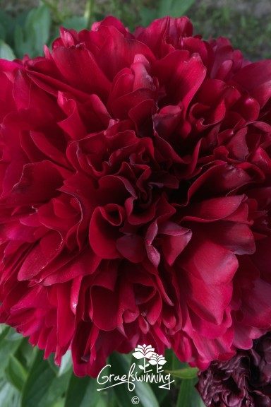 Pfingstrose Red Grace