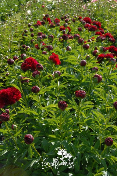Peony 'Red Grace'