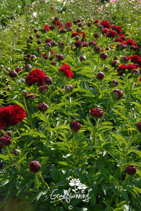 Pivoine 'Red Grace'