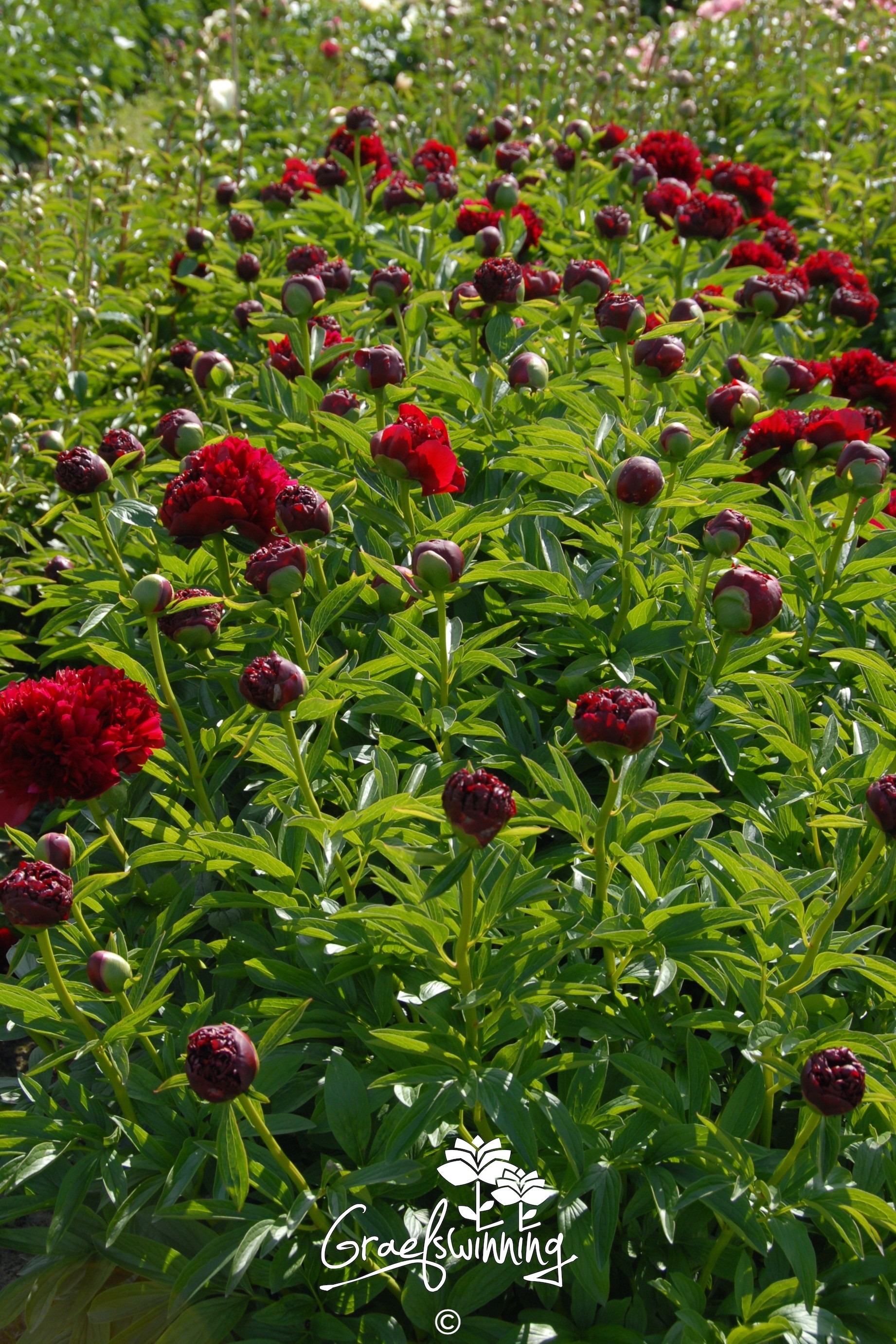 Pfingstrose 'Red Grace'
