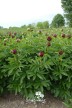 Pfingstrose 'Red Grace'