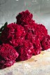 Pfingstrose 'Red Grace'