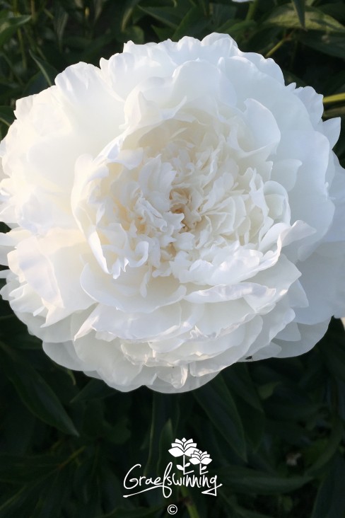 Pfingstrose 'White Ivory'