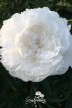Pfingstrose 'White Ivory'