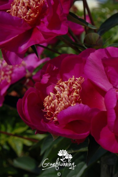 Peony 'Sword Dance'
