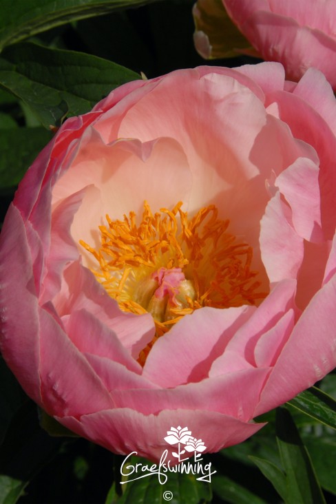 Pfingstrose 'Abalone Pink'
