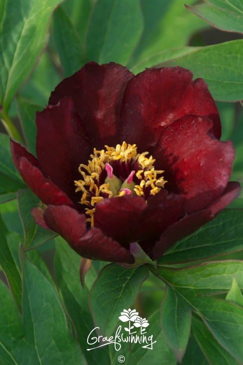 Pfingstrose 'Lafayette Escadrille'