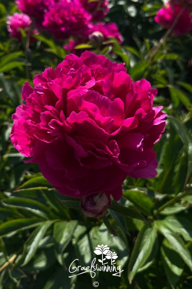Peony 'Felix Supreme'