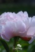 Peony 'Lady Alexandra Duff'