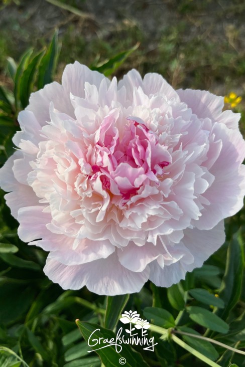 Peony 'Lady Alexandra Duff'