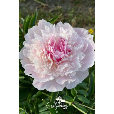 Peony 'Lady Alexandra Duff'