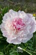 Peony 'Lady Alexandra Duff'