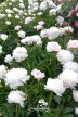 Peony 'Lady Alexandra Duff'
