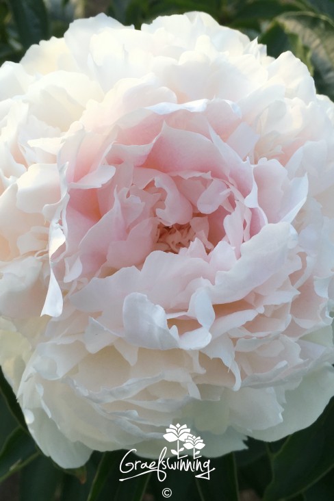 Peony 'Brother Chuck'