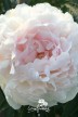 Peony 'Brother Chuck'