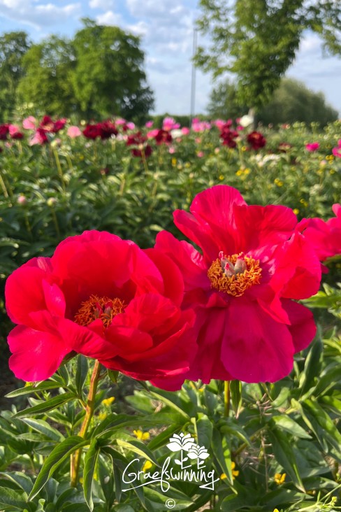 Pfingstrose 'Blaze'
