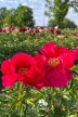 Pivoine 'Blaze'