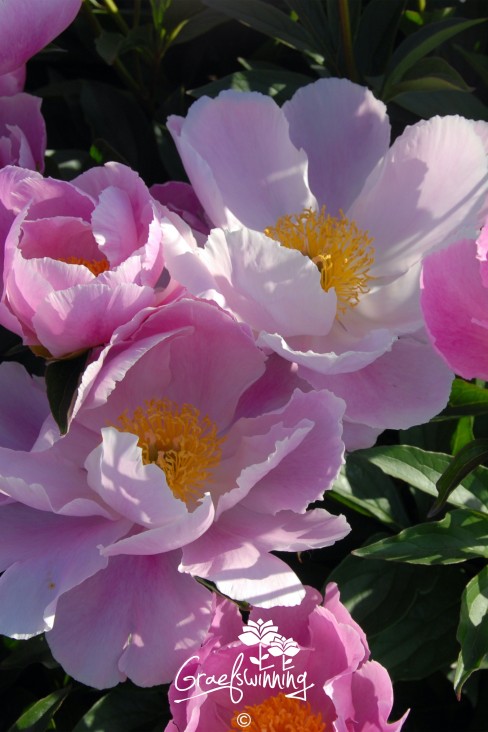 Pfingstrose 'Soft Salmon Joy'