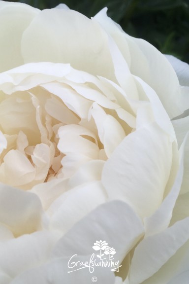 Peony 'Dr. F. G. Brethour'