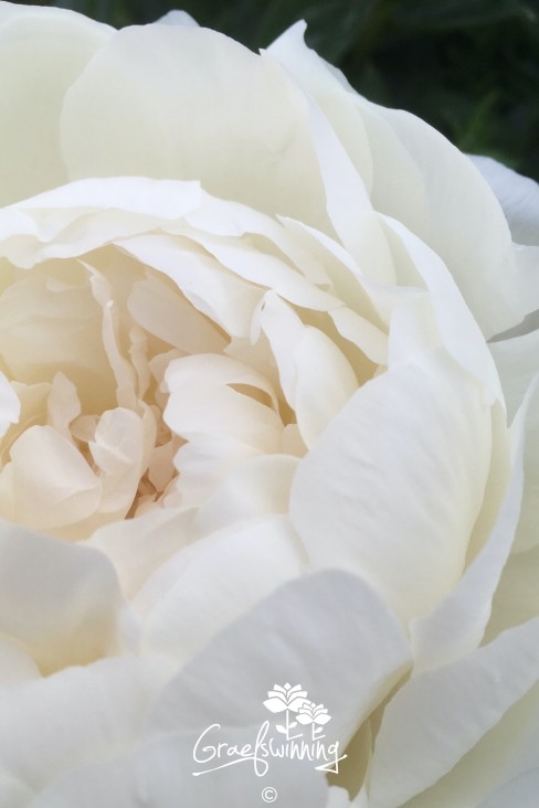 Peony 'Dr. F. G. Brethour'