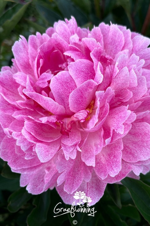 Peony 'Pietertje Vriend Wagenaar'
