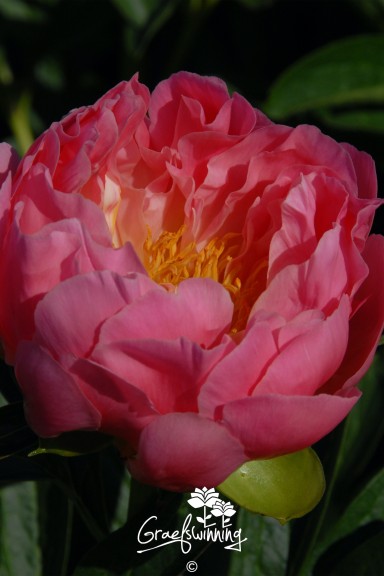 Pfingstrose 'Pink Hawaiian...