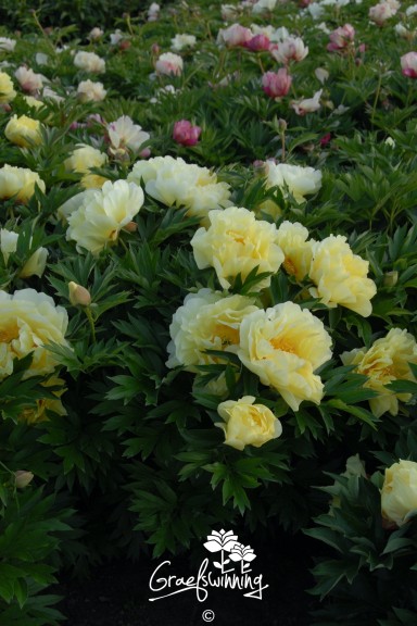 Pivoine 'Bartzella'