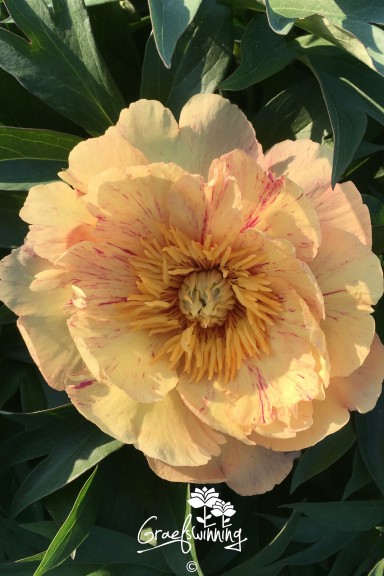 Pivoine 'Al's Choice'