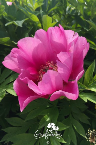 Pivoine 'Little Darlin''