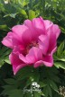 Pivoine 'Little Darlin''