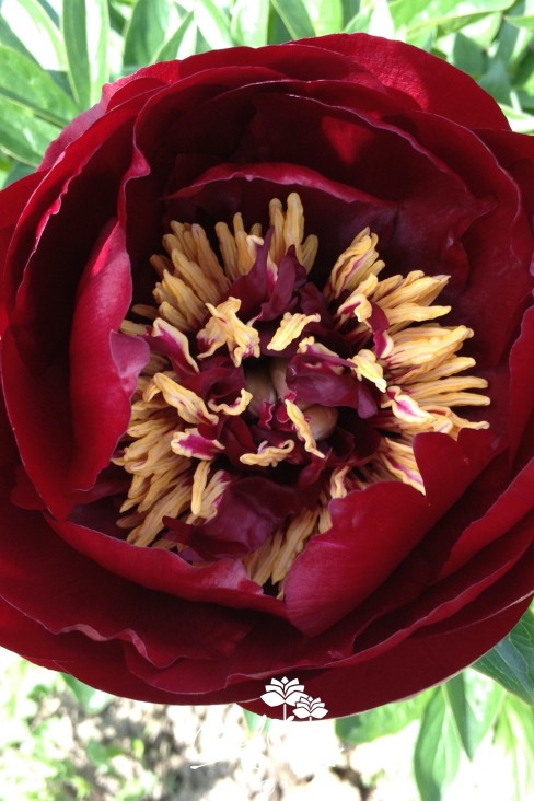 Peony 'Buckeye Belle'