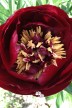 Pivoine 'Buckeye Belle'