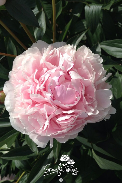 Peony 'Sarah Bernhardt'