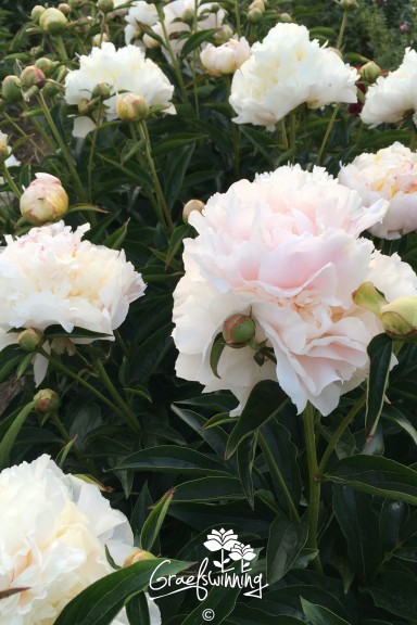 Peony 'My Love'