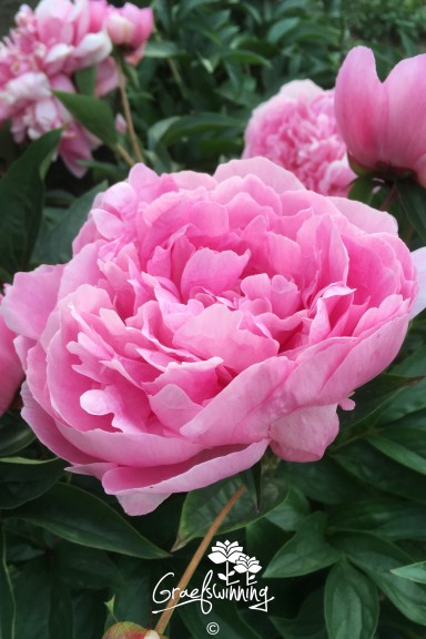 Peony 'Emma Klehm'
