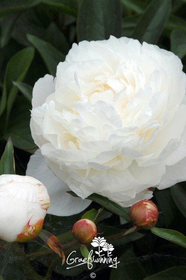 Pioen 'Amalia Olson'