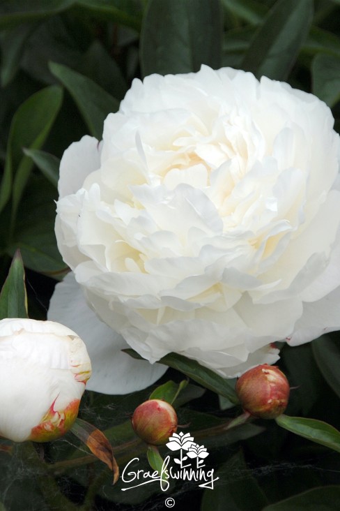 Pioen 'Amalia Olson'