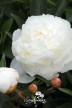 Peony 'Amalia Olson'
