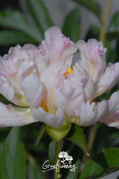 Pfingstrose 'Green Lotus'