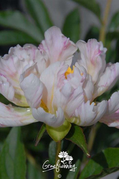 Pfingstrose 'Green Lotus'