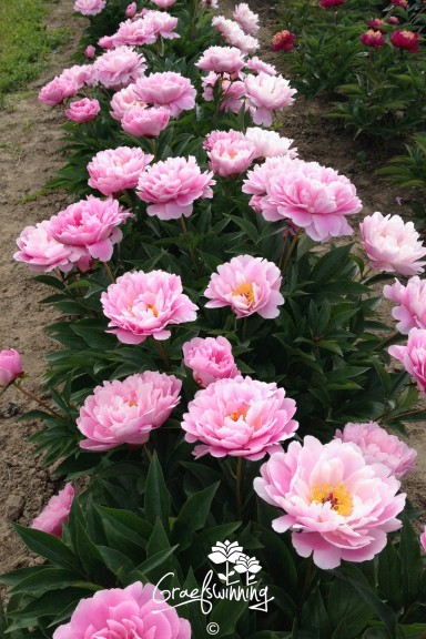 Pfingstrose 'Ma Petite Cherie'