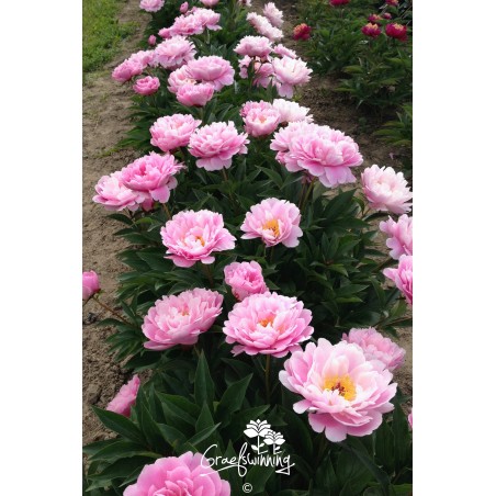 Pivoine 'Ma Petite Cherie'