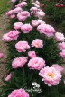 Pfingstrose 'Ma Petite Cherie'