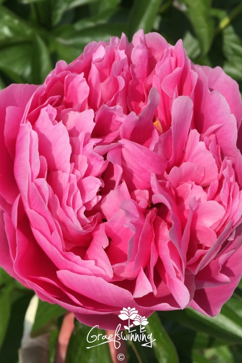 Pioen 'Lumière'