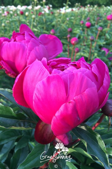 Peony 'Butch'