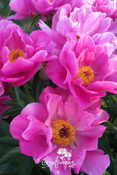 Peony 'Color Magnet'