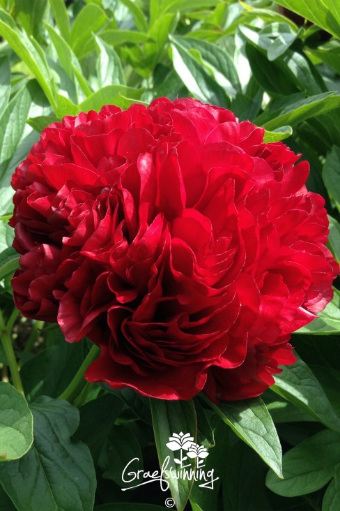 Pivoine 'Eliza Lundy'
