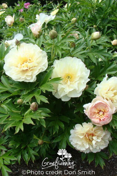 Pfingstrose 'Scrumdidleyumptious'