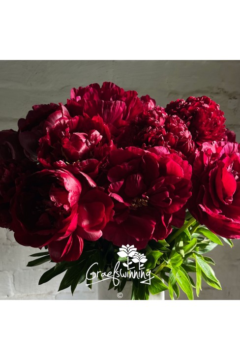 Peony cut flowers 'A touch of Baroque'