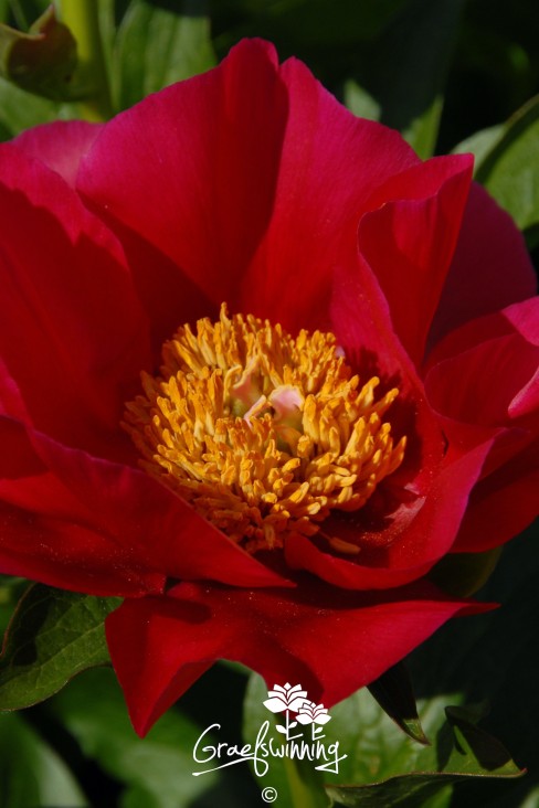 Pfingstrose 'Burma Joy'